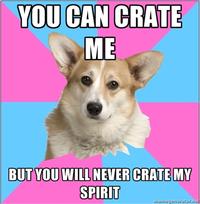 Critical Feminist Corgi