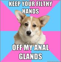 Critical Feminist Corgi