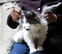 Cats