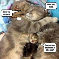Cats