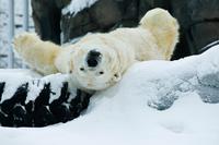 Cute Animals