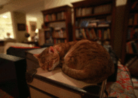 Wigglegrams