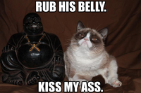 Grumpy Cat