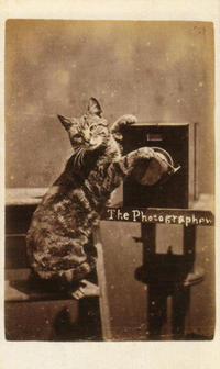 LOLcats