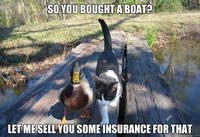 I Should Buy a Boat Cat