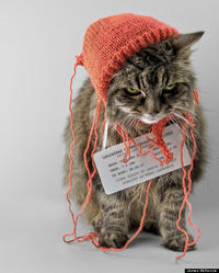 LOLcats