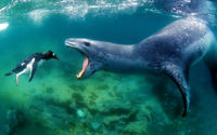 Cute Animals