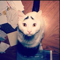 Eyebrow Cat