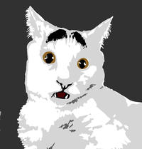 Eyebrow Cat