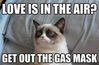 Grumpy Cat