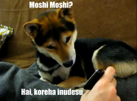 Yes, This is Dog