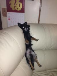Dogs