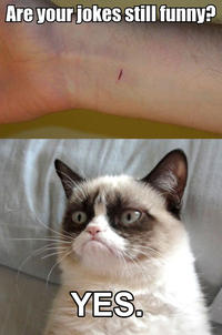 Grumpy Cat