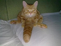 Cats