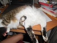 Cats