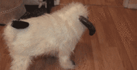 Dogs