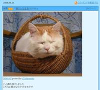 Shironeko / Basket Cat
