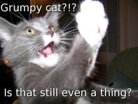 Grumpy Cat