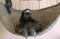 Sloths