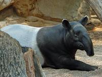 Tapirs