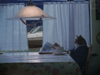 I Should Buy a Boat Cat