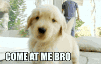 COME AT ME BRO