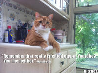 Mylo the Cat