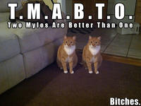 Mylo the Cat