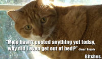 Mylo the Cat
