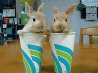Cute Animals