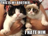 Grumpy Cat