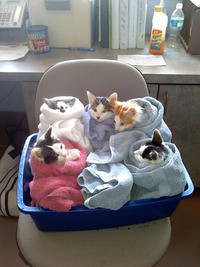 Cats