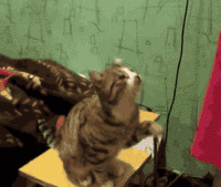 Cats