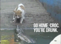 Go Home, You Are Drunk