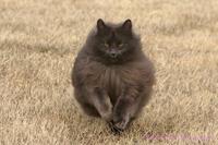 Majestic as Fuck