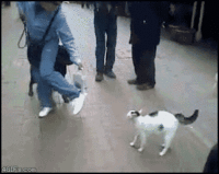 Cats