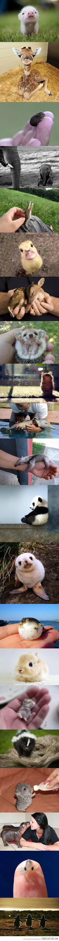 Cute Animals