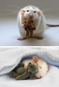 Cute Animals