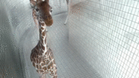 Cute Animals