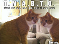 Mylo the Cat