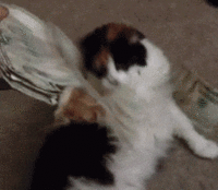 CashCats