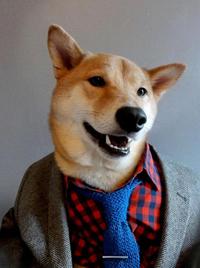 Dogs