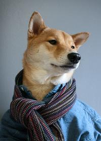 Dogs