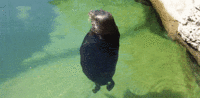 Cute Animals