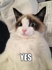 Grumpy Cat