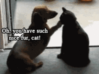 LOLcats