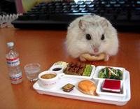 Cute Animals