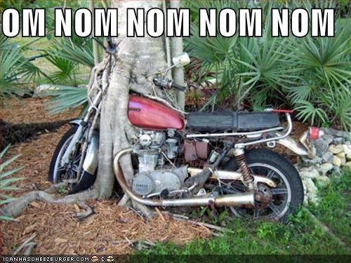 omnomnomnomn128474713675781250.jpg