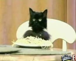 Spaghetti Cat