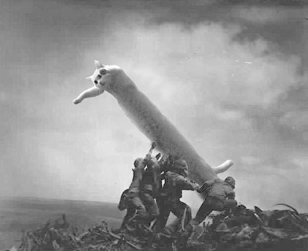 Longcat_War.jpg